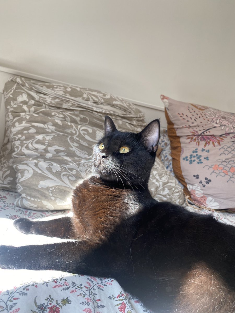 hugo2cab's tweet photo. Bonjour twitter, 
mon chat s’est échappé dans Levallois-Perret (92) ce matin aux alentours de 5h, près du 84 rue Paul Vaillant Couturier.
Elle a 1 an, elle s’appelle Tolive et elle est toute noire (elle a des petits poils blancs sur le cou)
Merci de me RT pour diffuser svp https://t.co/iQA5f0FFQa