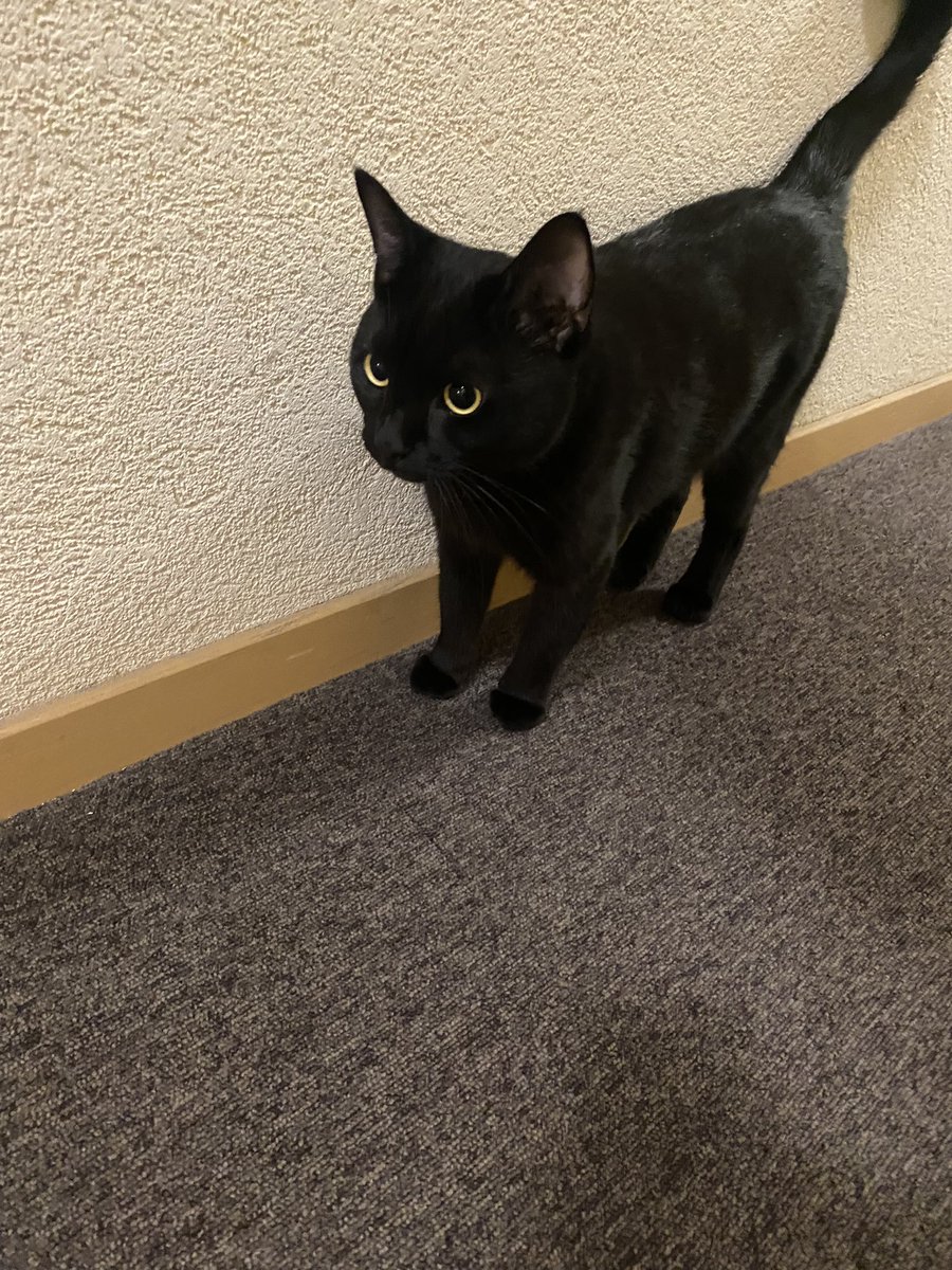 hugo2cab's tweet photo. Bonjour twitter, 
mon chat s’est échappé dans Levallois-Perret (92) ce matin aux alentours de 5h, près du 84 rue Paul Vaillant Couturier.
Elle a 1 an, elle s’appelle Tolive et elle est toute noire (elle a des petits poils blancs sur le cou)
Merci de me RT pour diffuser svp https://t.co/iQA5f0FFQa