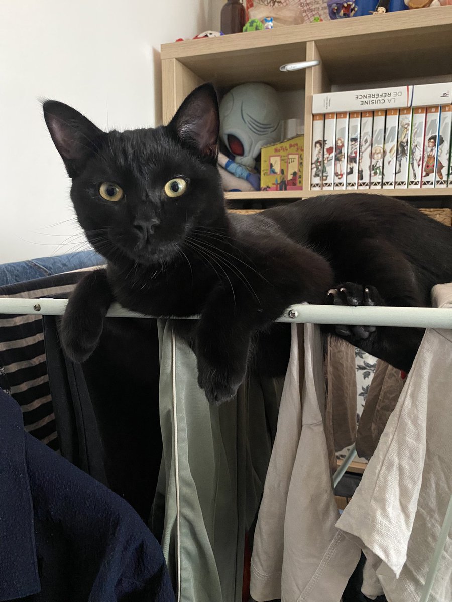 hugo2cab's tweet photo. Bonjour twitter, 
mon chat s’est échappé dans Levallois-Perret (92) ce matin aux alentours de 5h, près du 84 rue Paul Vaillant Couturier.
Elle a 1 an, elle s’appelle Tolive et elle est toute noire (elle a des petits poils blancs sur le cou)
Merci de me RT pour diffuser svp https://t.co/iQA5f0FFQa