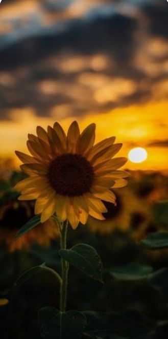 Hasta el año que viene, Septiembre
Bienvenido Octubre.
#SueñaBonito