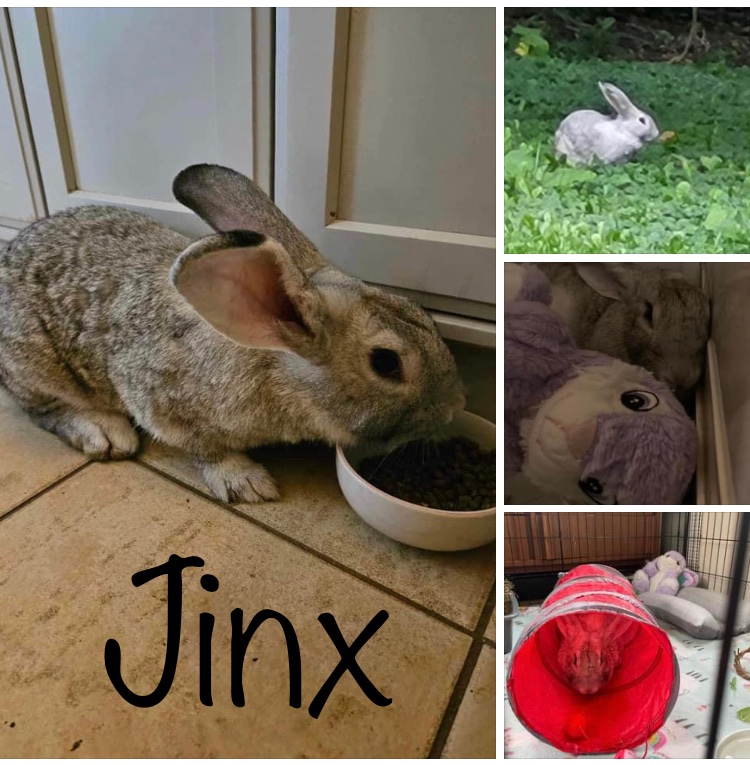 Jinx
Female 
Giant Chinchilla 
5-6 months
Not yet Spayed
Not yet Vaccinated for RHDV2