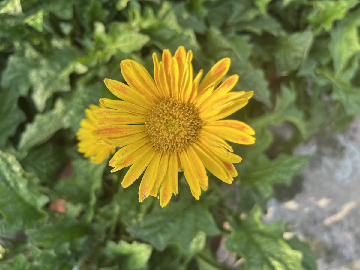 Happy #sundayyellow friends 💛💛💛 Welcome #october, with its golden sun and gentle slanting rays 💫