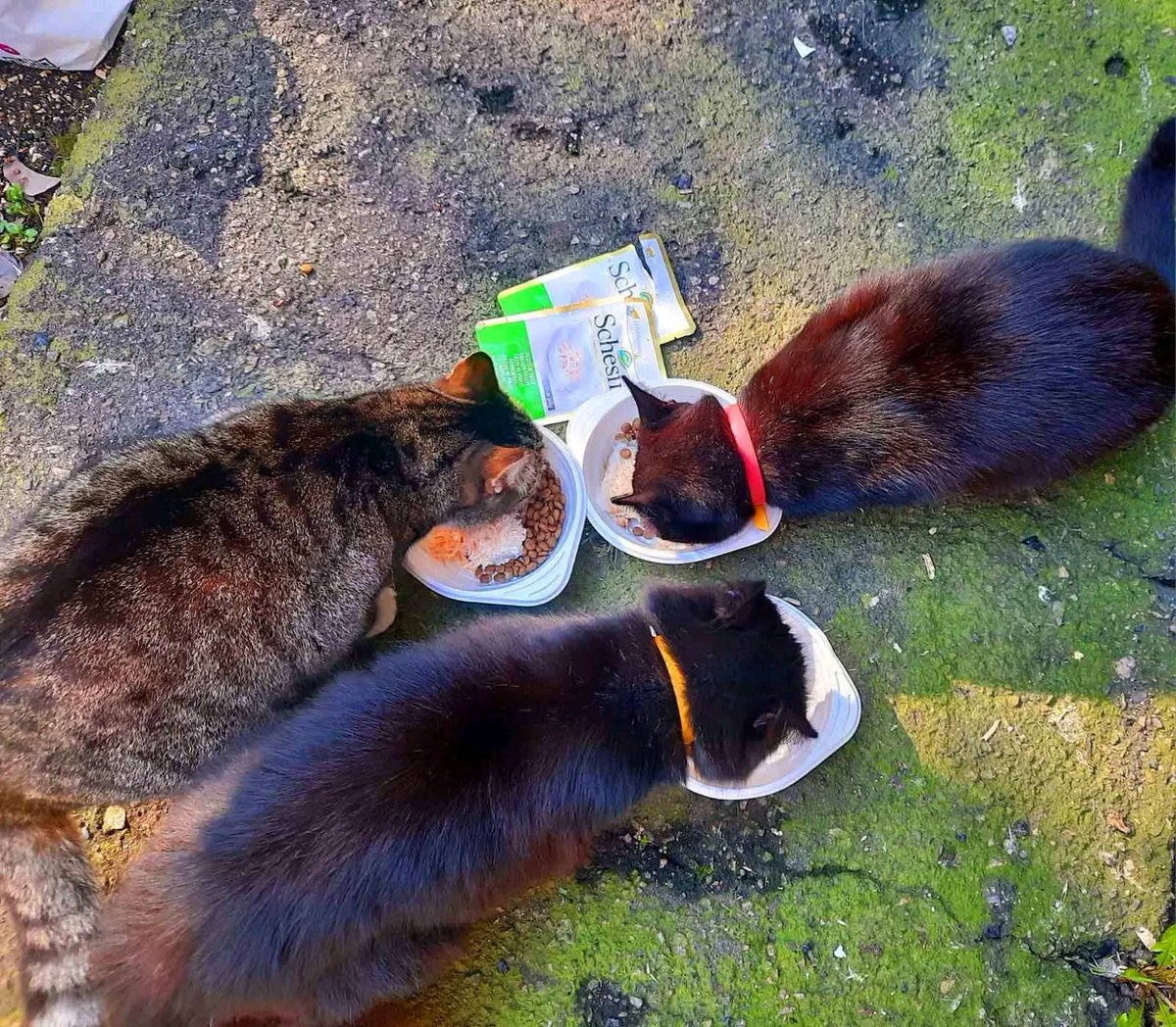Tailscareua's tweet photo. Delicious portions for street cats 
 and help from the shelter🇺🇦❤️🤗🐈🐾 https://t.co/afUBBGNHO9