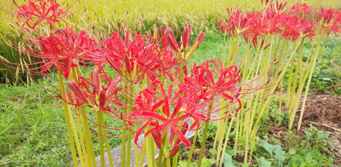 家の畑の彼岸花も咲き始めた 