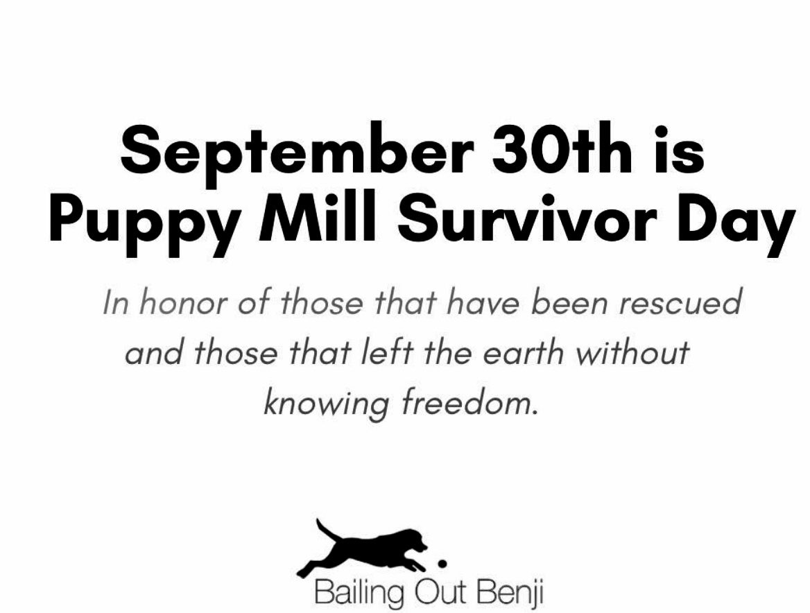 We honor the mill survivors. #stoppuppymills #adopt #AdoptDontShop #RescueOnly #Rescues #save #boxers