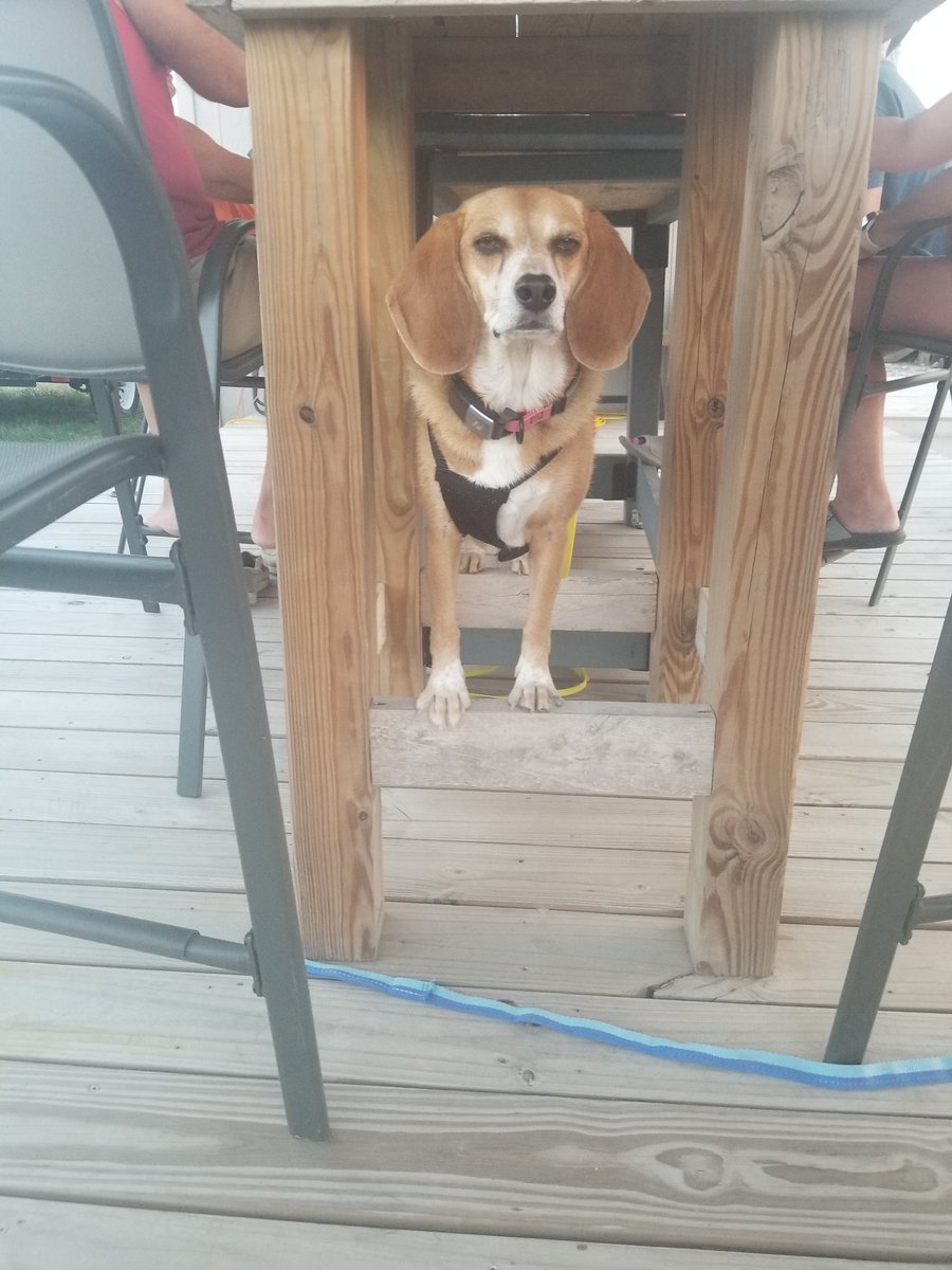 pacey_car's tweet photo. Yes the floor is lava, why do you ask? #beagle #dogsofx https://t.co/Jdh7NGskK5