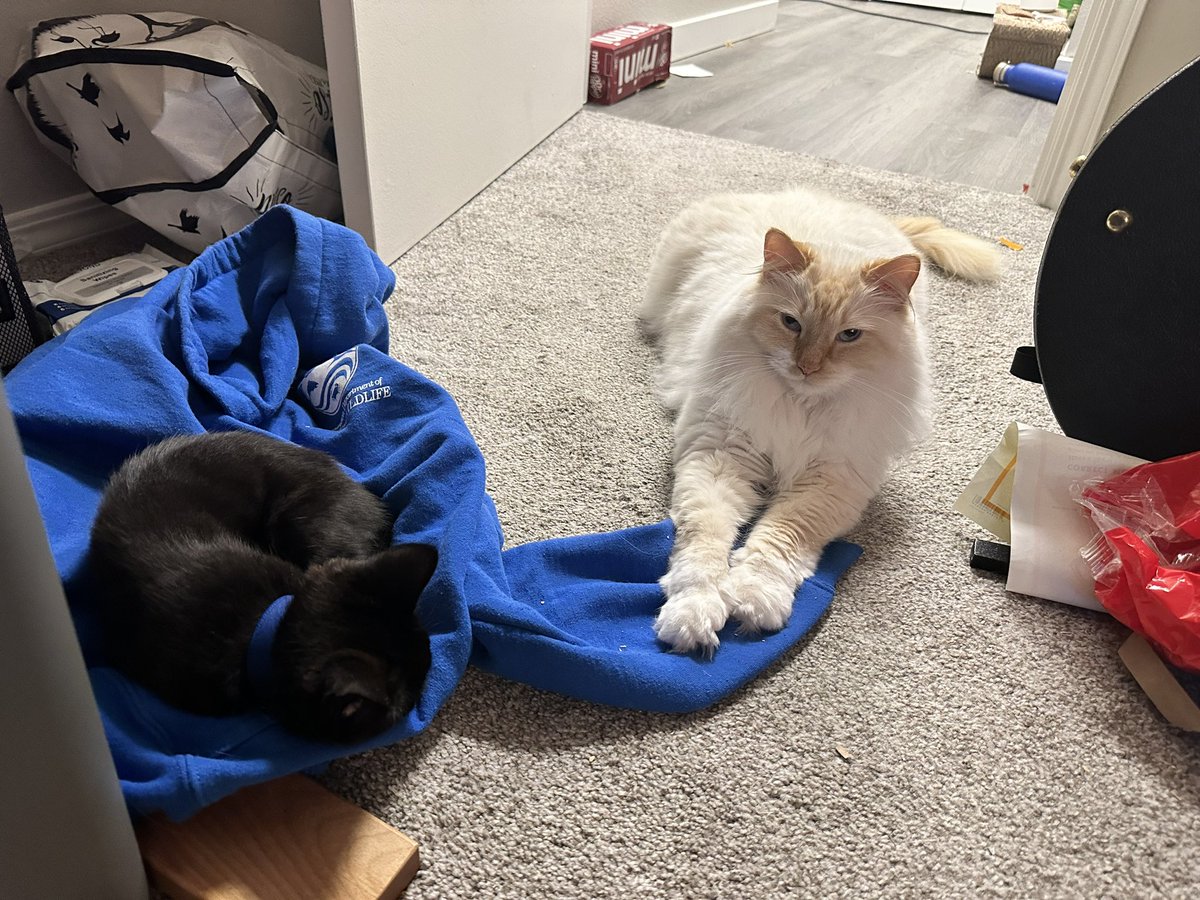 griftyonh's tweet photo. THIS BOY IS A BIG BROTHER NOW, HE MAY NOT SHOW IT BUT HE LOVES HIS LITTLE PIPPIN https://t.co/KcGA9Cy4q1