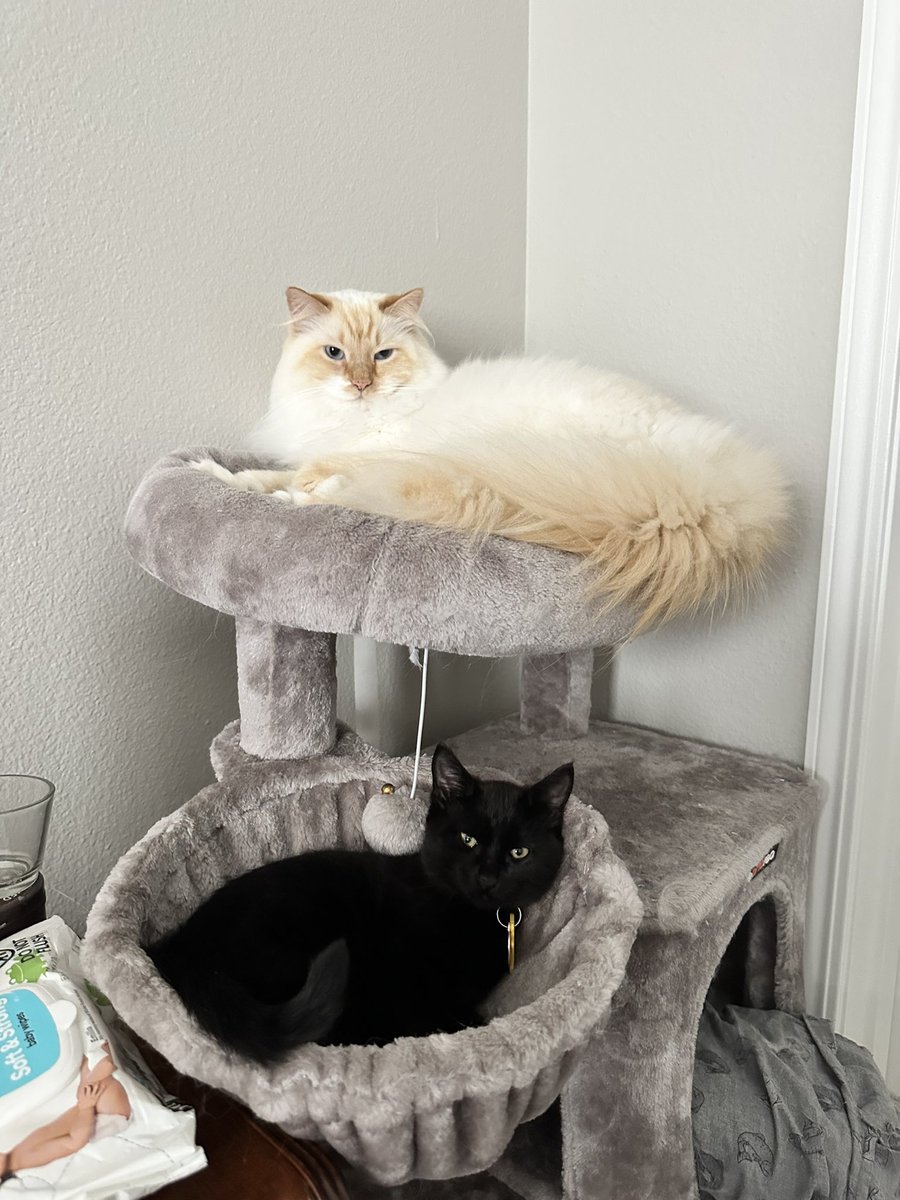 griftyonh's tweet photo. THIS BOY IS A BIG BROTHER NOW, HE MAY NOT SHOW IT BUT HE LOVES HIS LITTLE PIPPIN https://t.co/KcGA9Cy4q1