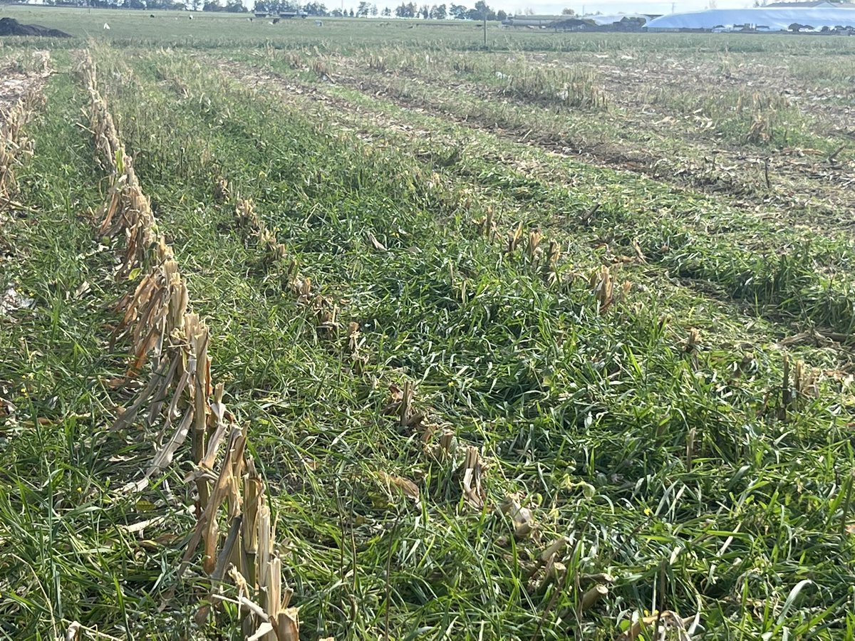Winter triticale seeded at the end of June in a corn crop 
#grazing #covercrop #nefficiency
