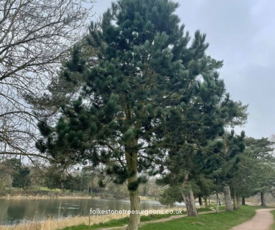 FolkestoneTree's tweet image. From Trunk to Canopy, We&apos;ve Got You Covered. Call Folkestone Tree Surgeons now to schedule a consultation.

#treecutting #treesurgery #treelife