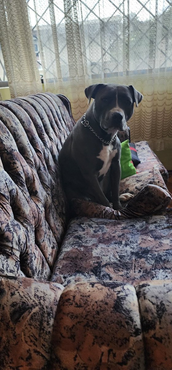 KEVINV97's tweet photo. X: Los pitbulls son peligrosos
Yo: Aja! https://t.co/DePGQH0jOV