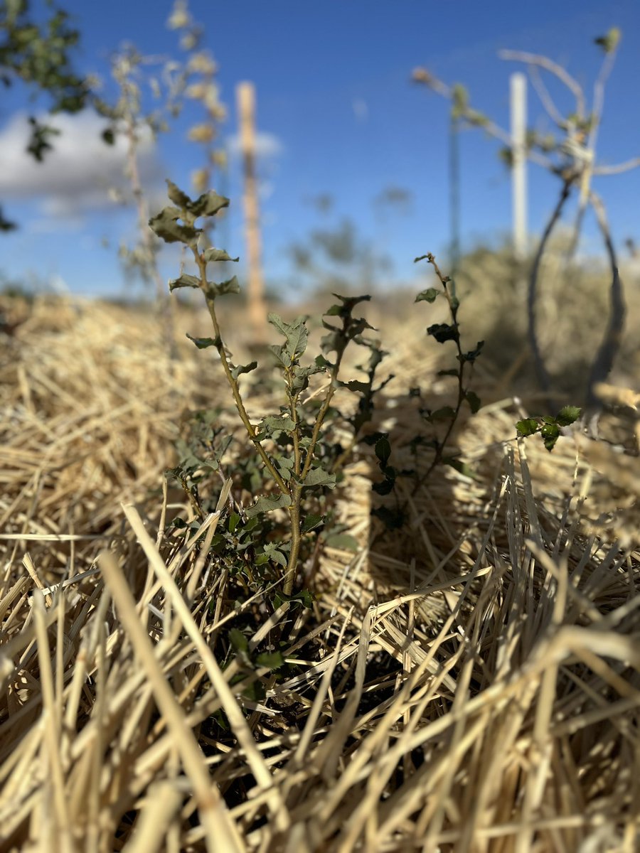 a beautiful day in the tiny forest 😌🌱 

windy but warm, high spirits since the plants are doing so well. 

touched the soil beneath the mulch &amp; found it to be surprisingly moist.

hesitant to celebrate but this definitely feels like a win compared to our previous attempts 💚