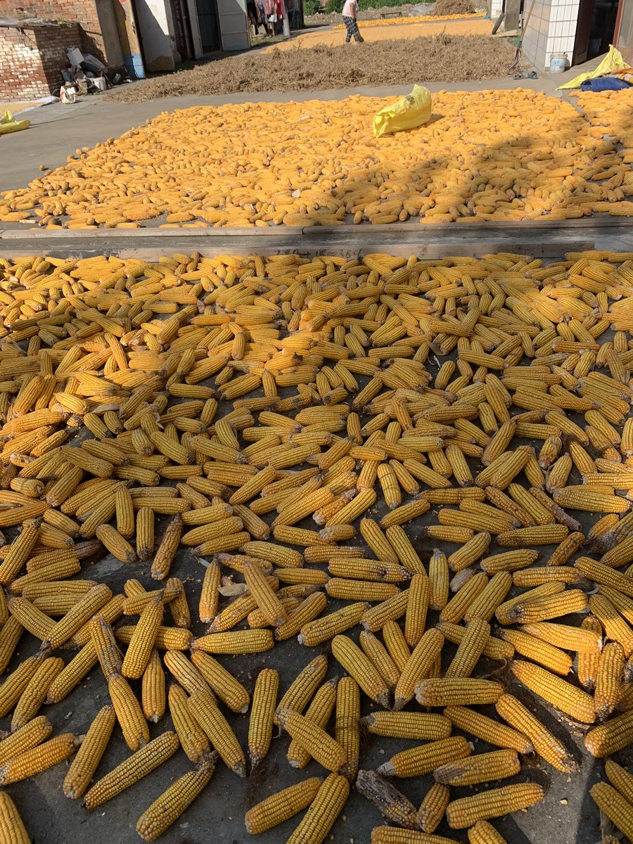 sslsslwwl's tweet image. 丰收的季节