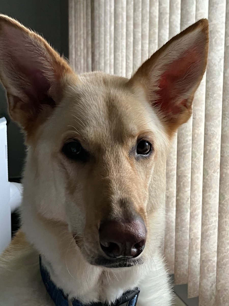guerrera_cindy's tweet image. Marvel is my watch buddy for every #OPLive show. We’re ready for another exciting show tonight. Thanks to everyone who sent Get Well Wishes to me.
Prayers for #RCSD 💙🙏 @ReelzChannel @OfficialOPLive @OnPatrolNation 
Be safe LEO’S 💙🙏💙🙏