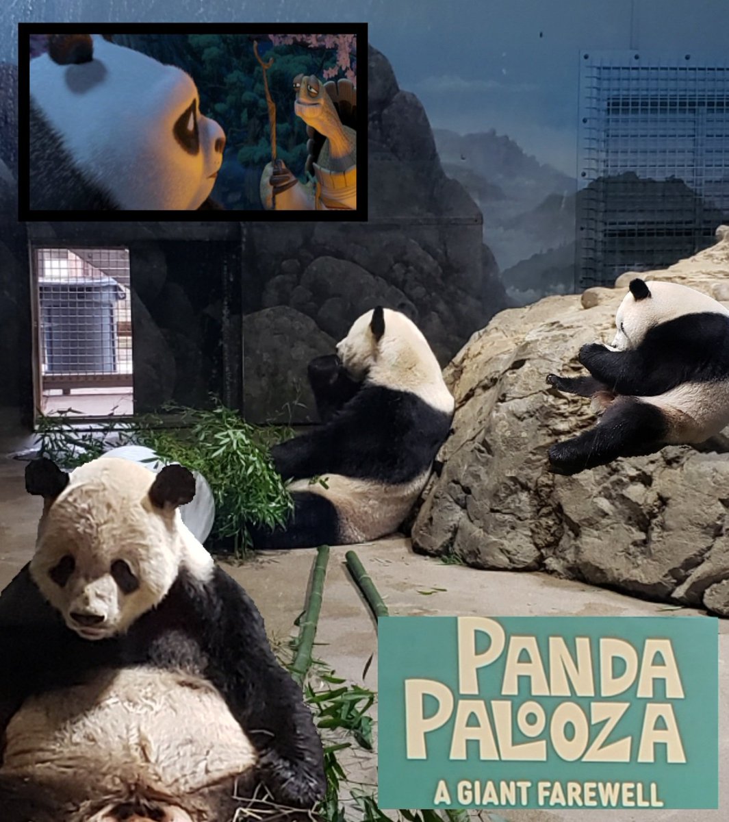 Today was a busy and emotional day at @NationalZoo🐼😭
 
📸 Here's a photo edit using my pics from #PandaPalooza ♥️ @tiantianpanda97 @MommyMei98 @DCPandaCub4

'Yesterday is history, Tomorrow is a mystery, but Today is a gift. That is why it is called the present.' - Master Oogway