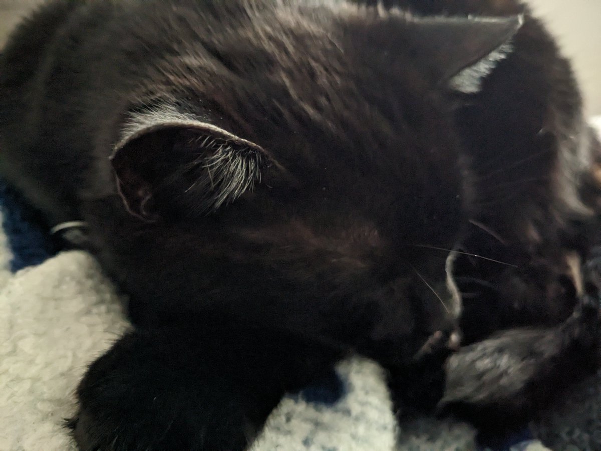 PNWJade's tweet photo. @DontForgetGin Nap! https://t.co/fRLDh3KpVX