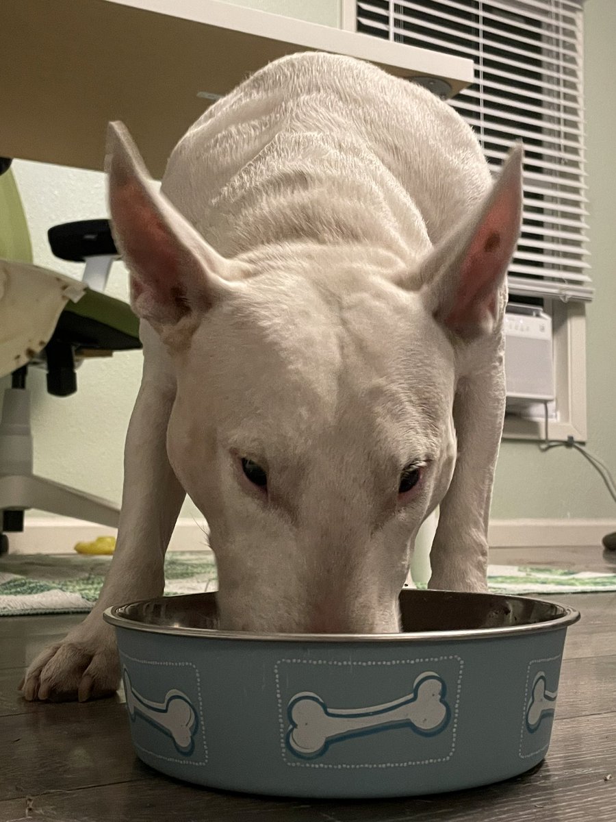 PupperNelson's tweet photo. dinnertime https://t.co/ItvMropO8t