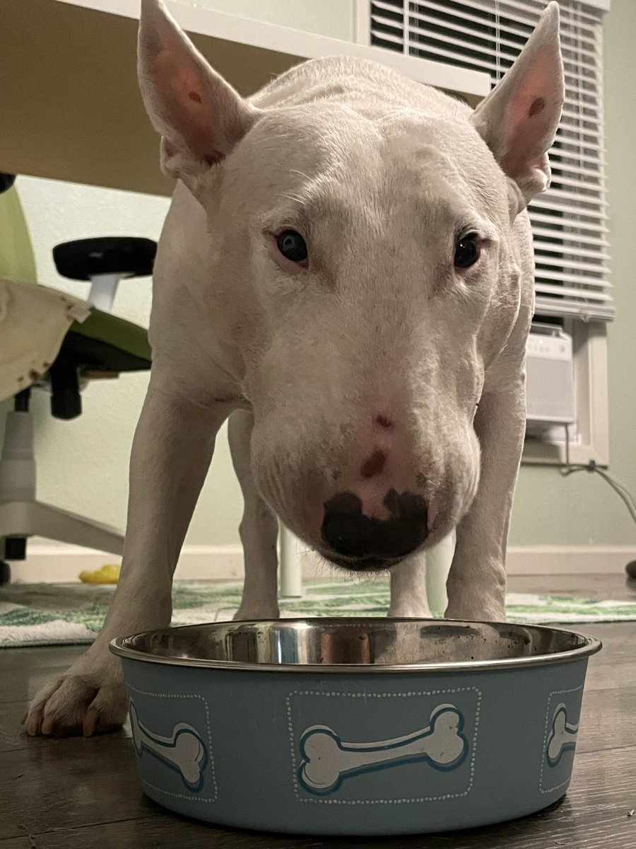 PupperNelson's tweet photo. dinnertime https://t.co/ItvMropO8t