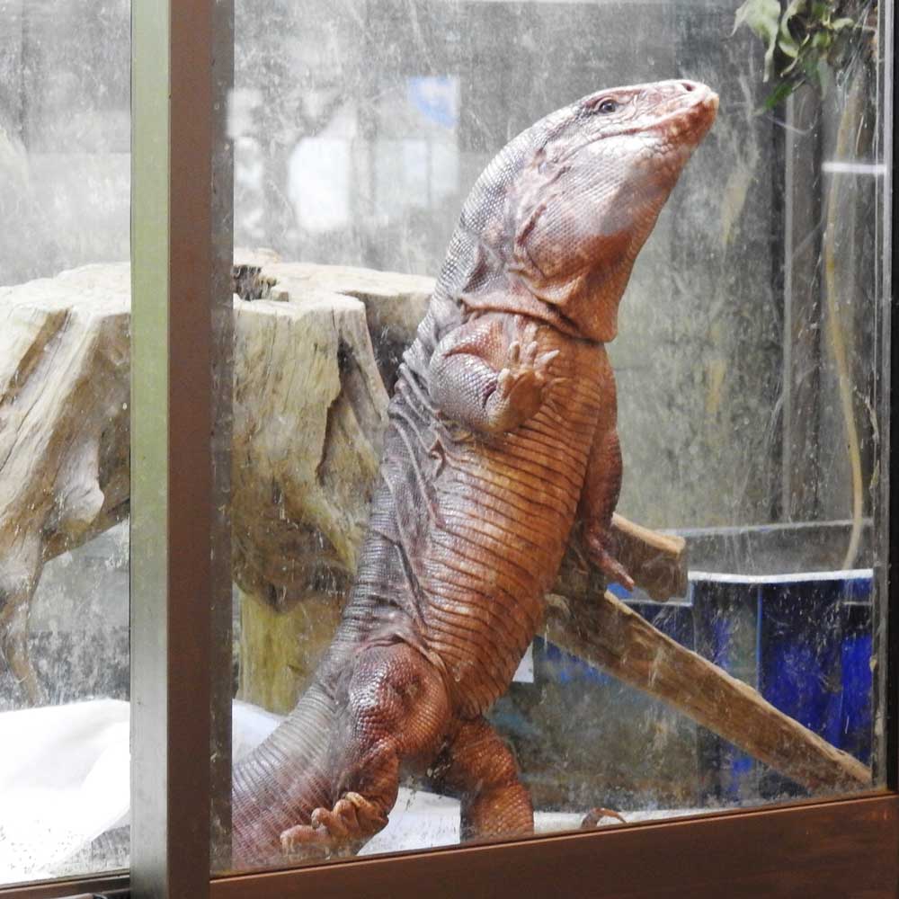 reptilescafe's tweet photo. お天気下り坂の横浜
お店は営業中(11時〜18時、入店17時頃まで)です
写真は
ケージの外に出たい #アルゼンチンレッドテグー さんです
#爬虫類カフェ #reptilescafe #横浜カフェ
#レッドテグー #テグー #RedTegu #Tegu
#保護ペット #保護爬虫類 #ProtectedPet #ProtectedReptiles https://t.co/4NGLoCIEyT