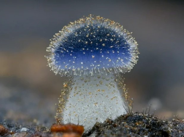 ProfASharma's tweet image. Mycena subcyanocephala, un pequeño hongo de 0.1 cm es de los hongos más pequeños. A pesar de que es gris, Eric Cho logró captarlo en una etapa de desarrollo  y mostrar su color azul.
Descubre todos los hallazgos de Eric Cho aquí: bitly.ws/VkUT

#Science #FantasticFungi