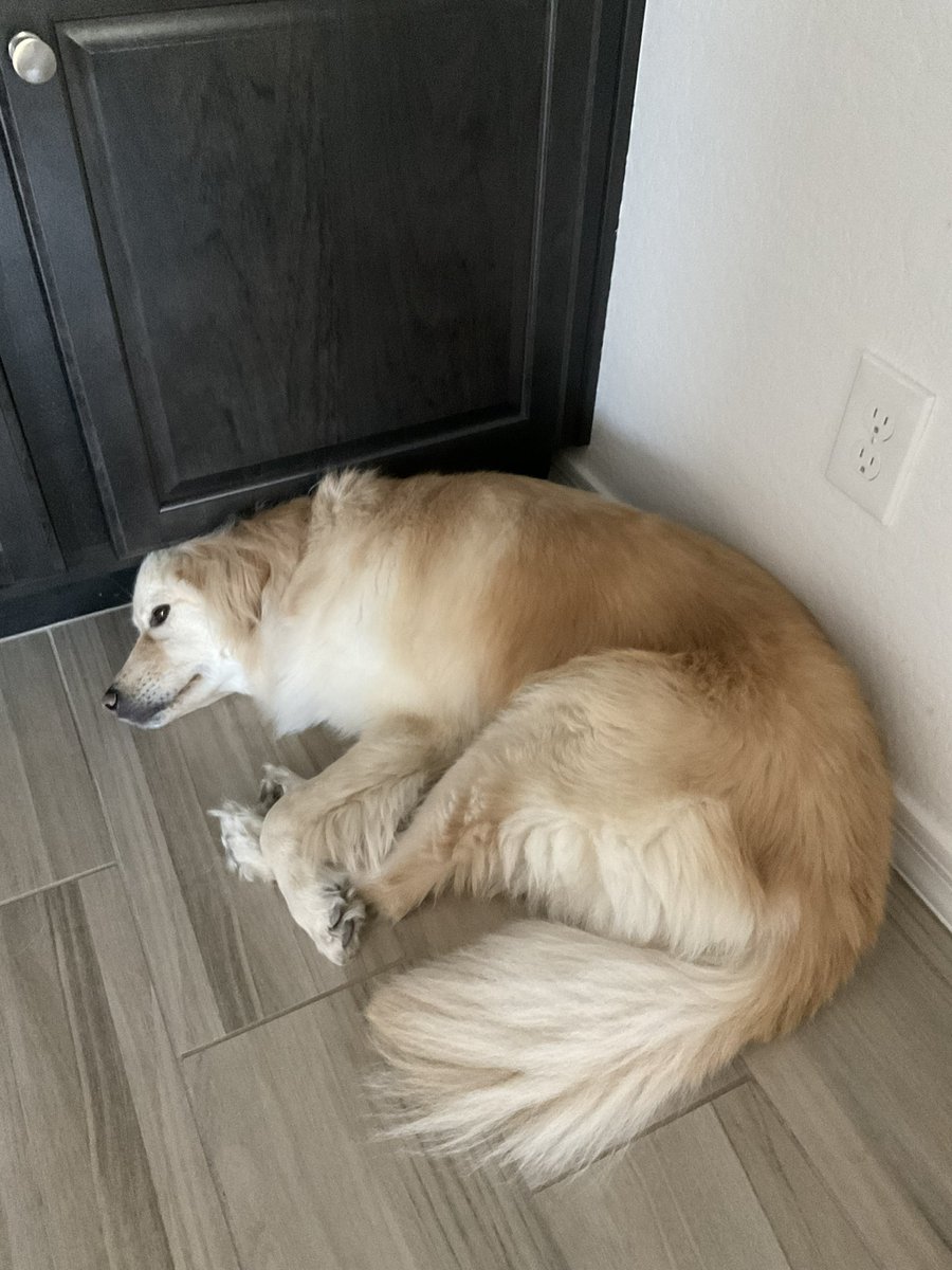 Post-dinner food digest right now. It was a 🐝 you tea full day here at the oasis! Very windy, but comfy temps. 

I saw my besties on my walk this morning! Charlotte and Maggie say hi,