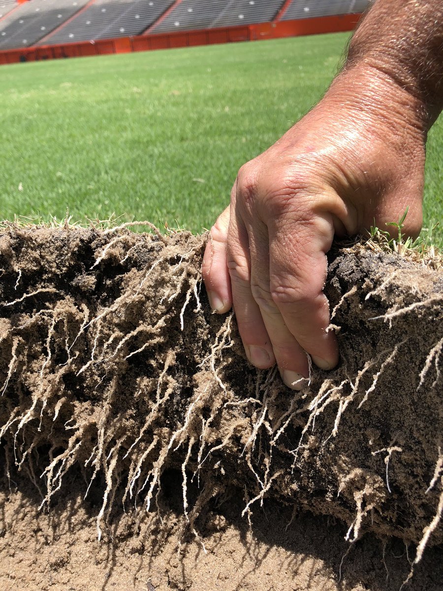 Healthy soils = healthy grass roots. Improving soil conditions on athletic fields helps grass plants develop deeper, stronger root systems. This leads to more durable, resilient playing surfaces. #HealthySoils #SportsTurf #SportsFieldTips