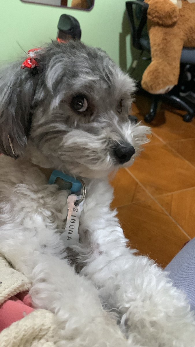 LuRuiz01's tweet photo. @DiloConPerritos es el hilo de mi hija https://t.co/WCRpjH37zw