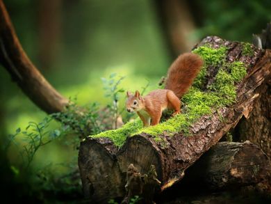 explorer_138's tweet photo. 🌿 Nature enthusiasts, this one's for you! Join me on https://t.co/OXRpo3gdAe for an exclusive journey through the beauty of the natural world. 🌍📷 [https://t.co/rT2yi2Hl12] #NatureLovers #YoFan #ExclusiveContent #NaturalBeauty #NatureBeauty https://t.co/l9gkQJbSqR