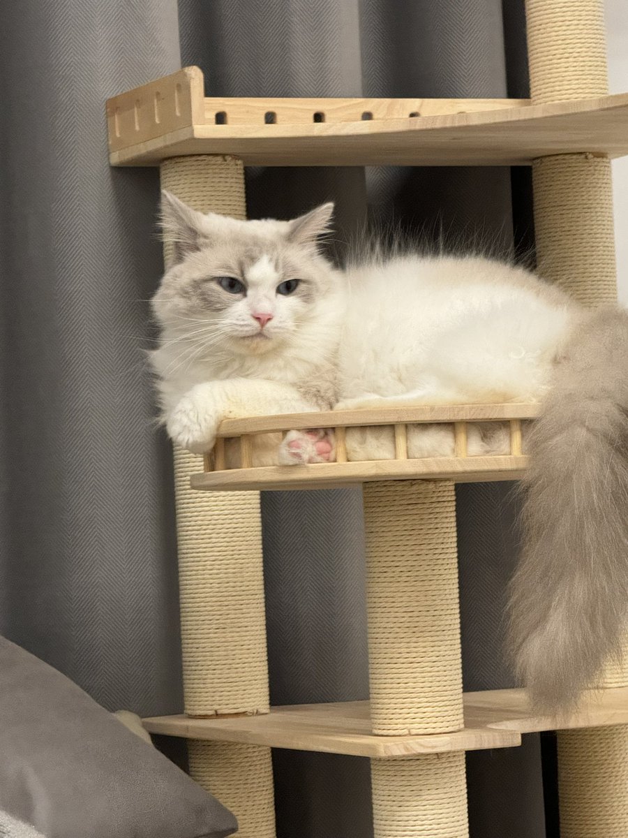 大炮的快乐假期