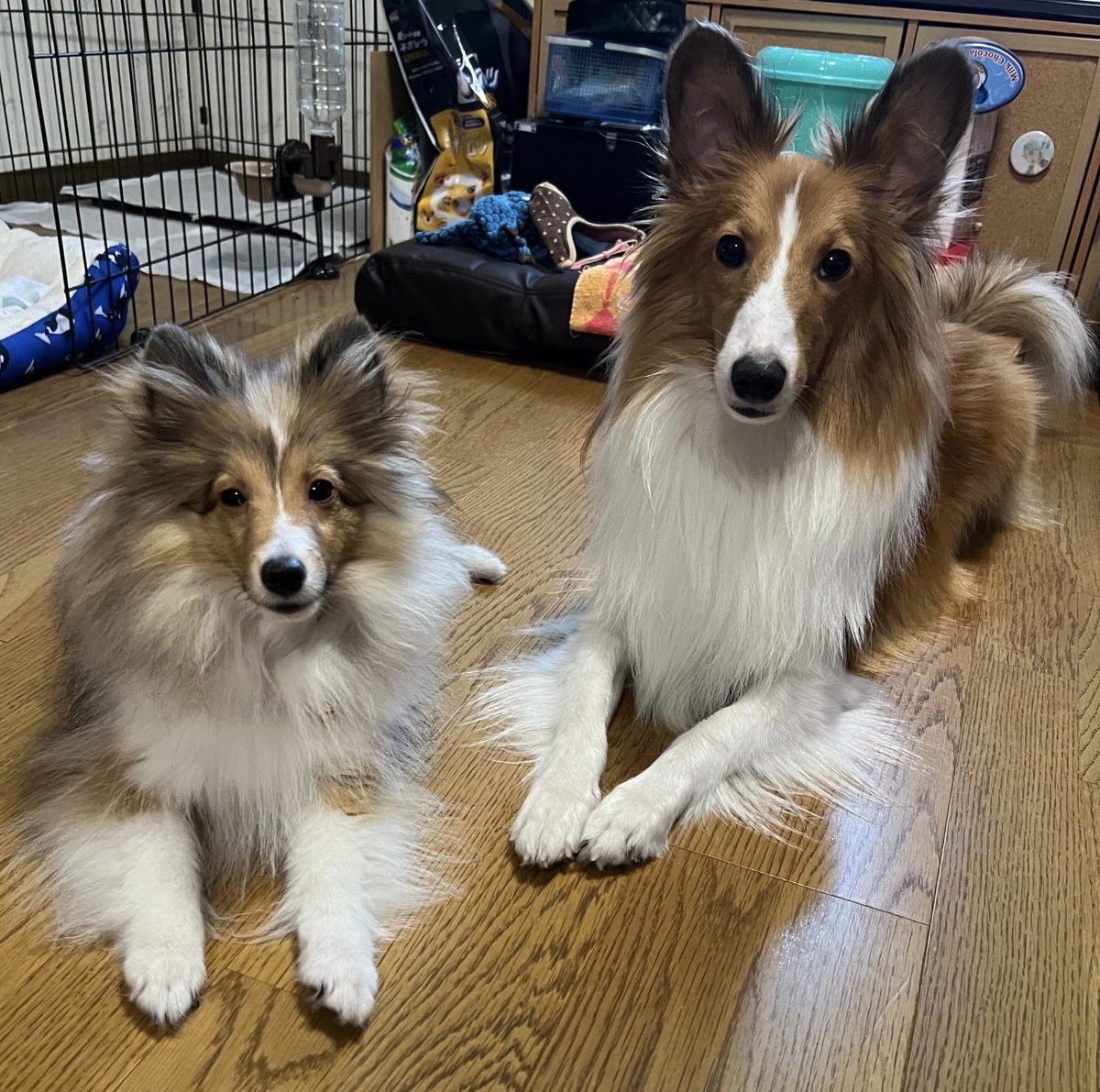 カメラ目線できるようになってきたね😊✨
#シェルティmix 
#シェルティパピー
 #夢の多頭飼い