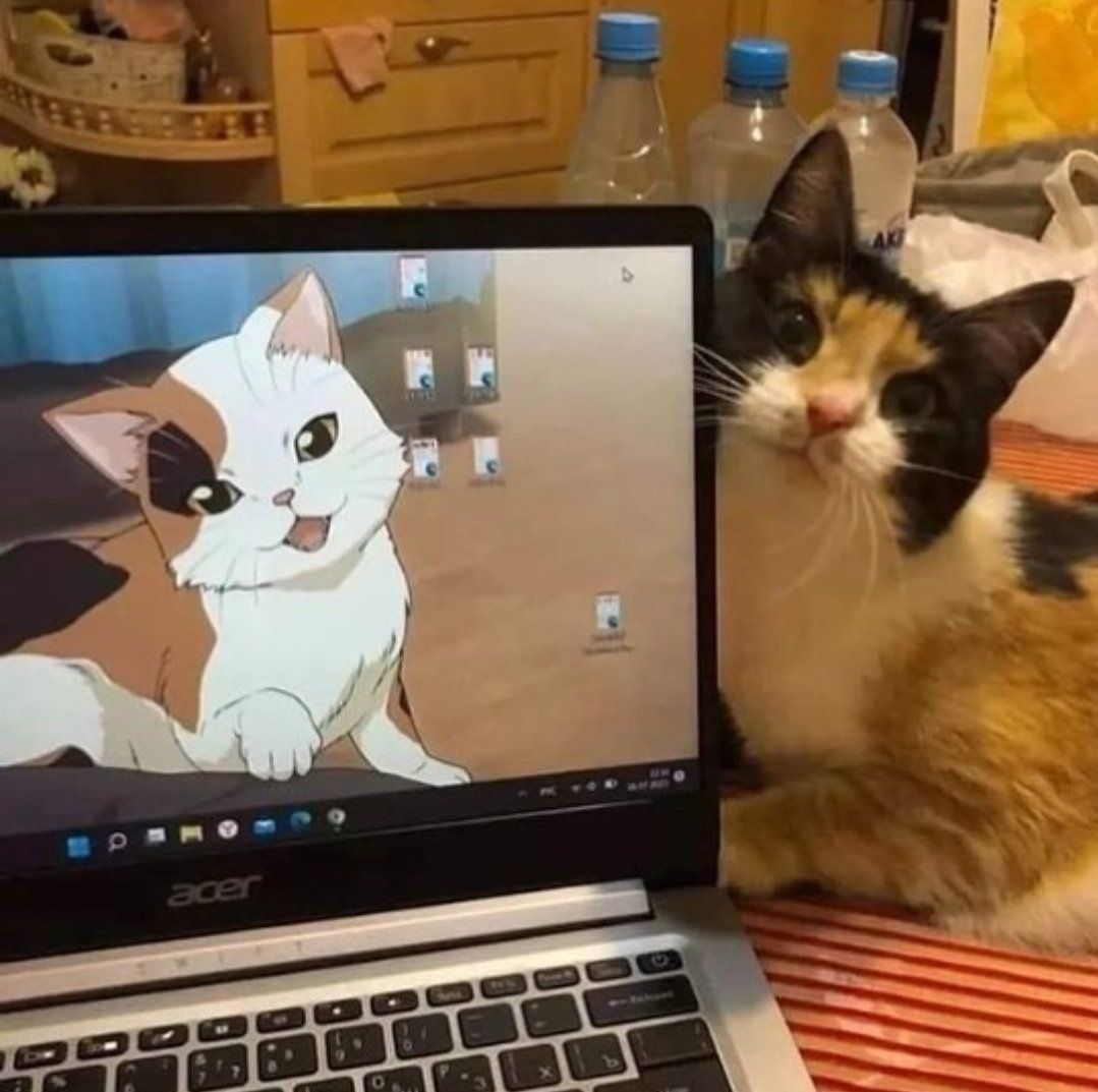 Why you should have a cat (@shouldhavecat) on Twitter photo 