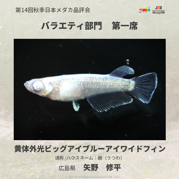 第14回秋季日本メダカ品評会 バラエティ部門 第一席 品種名 / 黄体外光