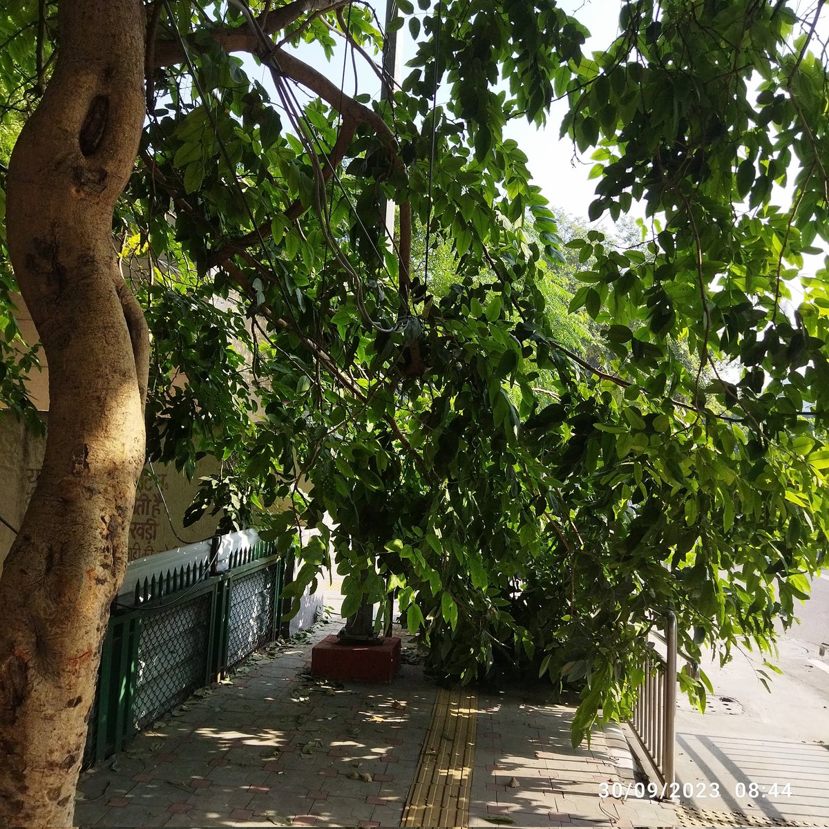 sedharaaj's tweet photo. @OfficialDMRC 
Rk puram metro station gate 1 , Africa Avenue road the passage towards metro station is hamphered because of falling tree actin required https://t.co/QNZJnkNrJX