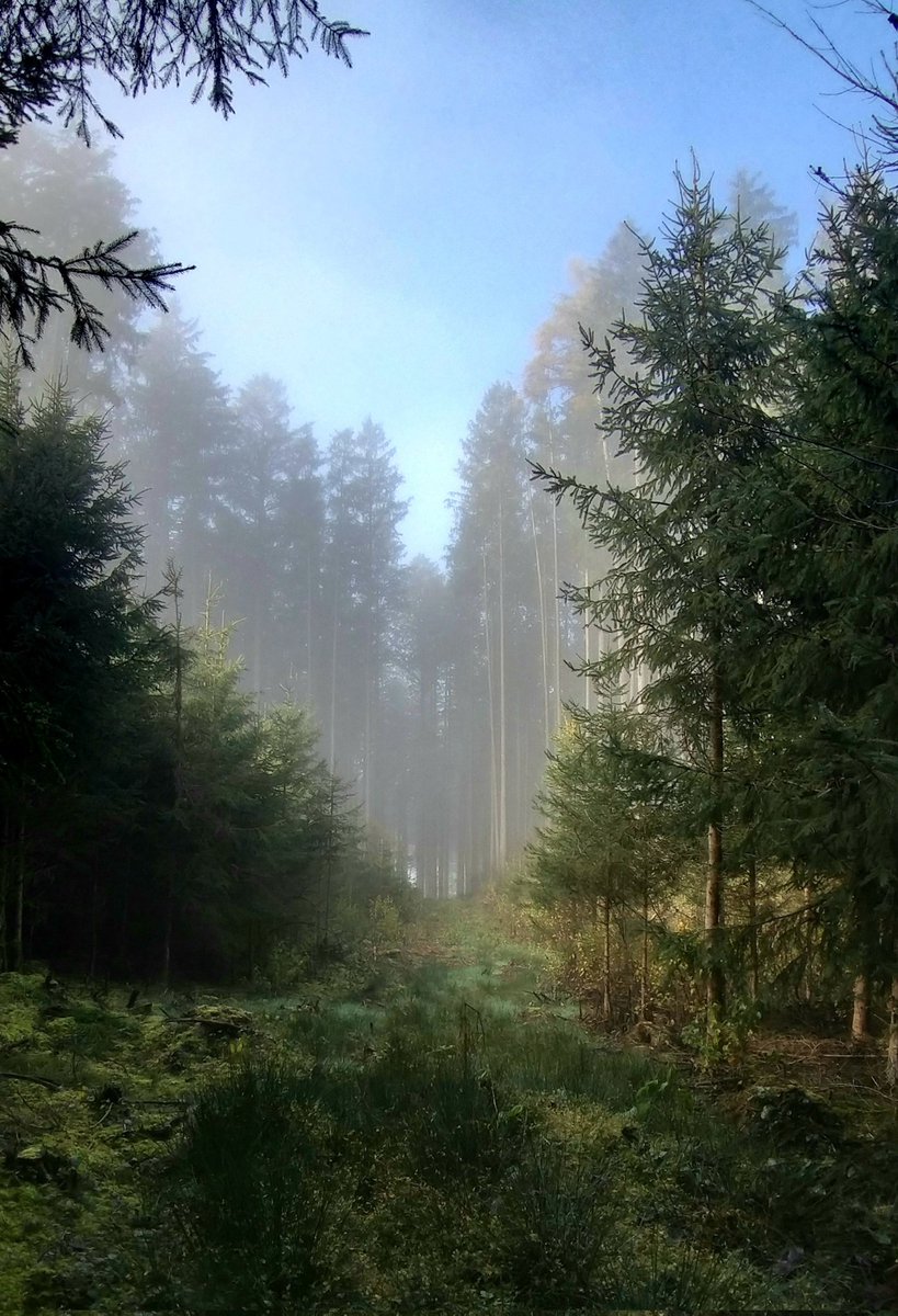 🌲🌳🍂🤍🌿🍁🌫

#October1st #AutumnIsComing