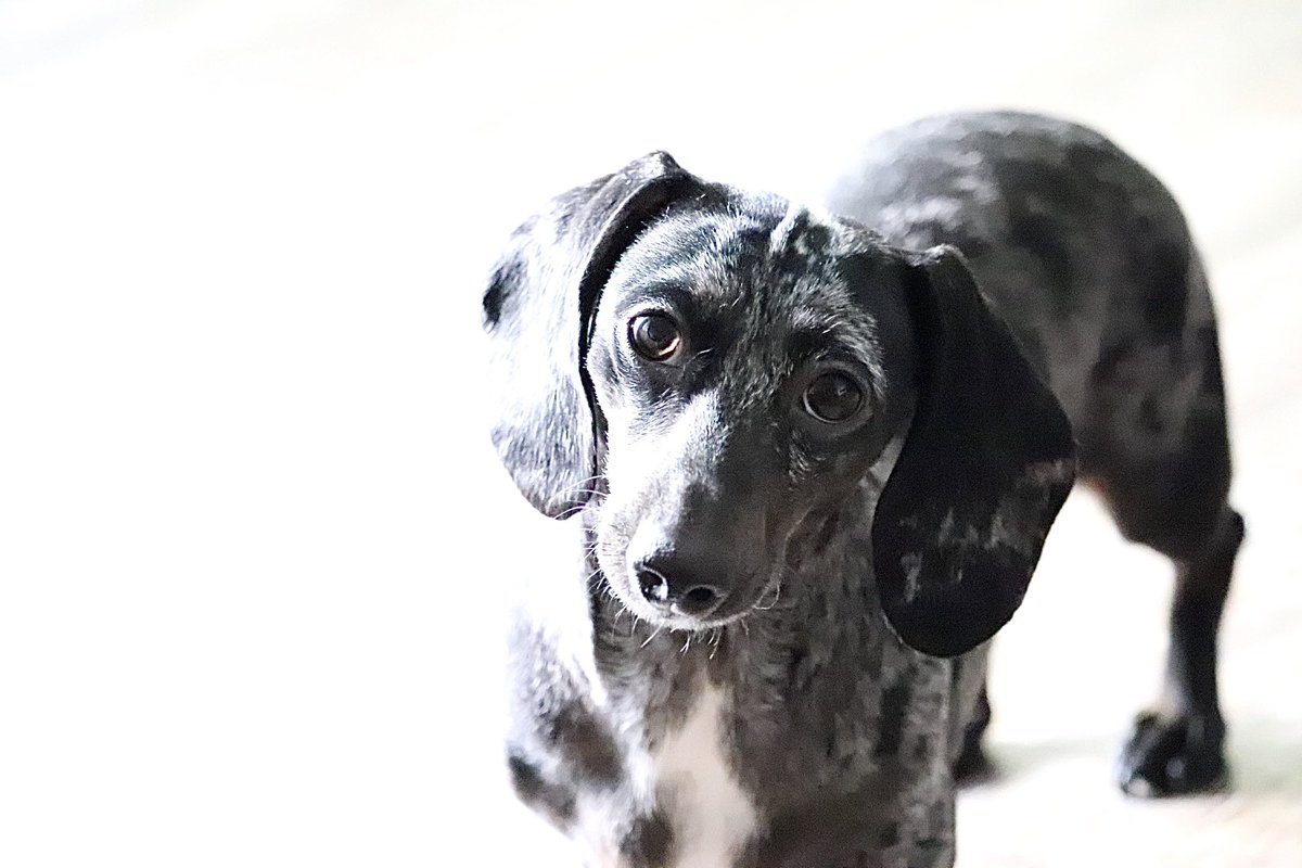 #dachshund #dapple #amatuerphotographer #amateurphotography #petportrait #weeniedog