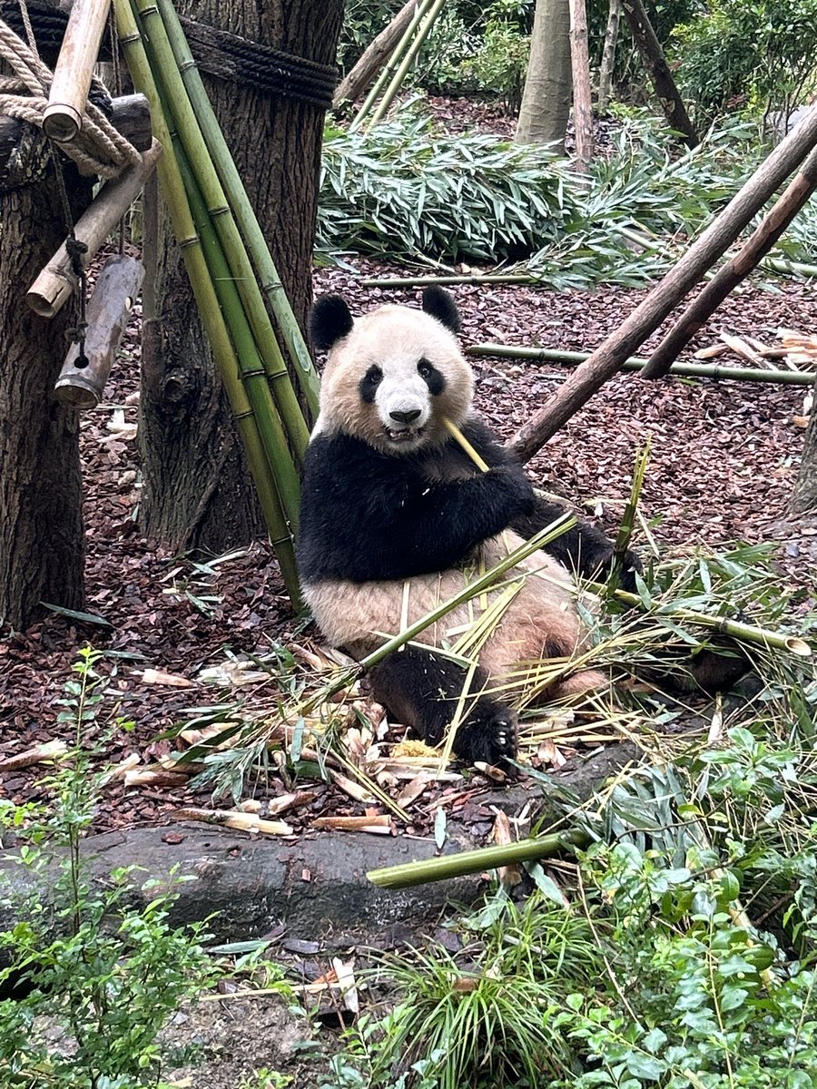 lovepanda_co's tweet photo. 微笑小熊 好可爱好可爱😍 https://t.co/7j6TwcU5jQ