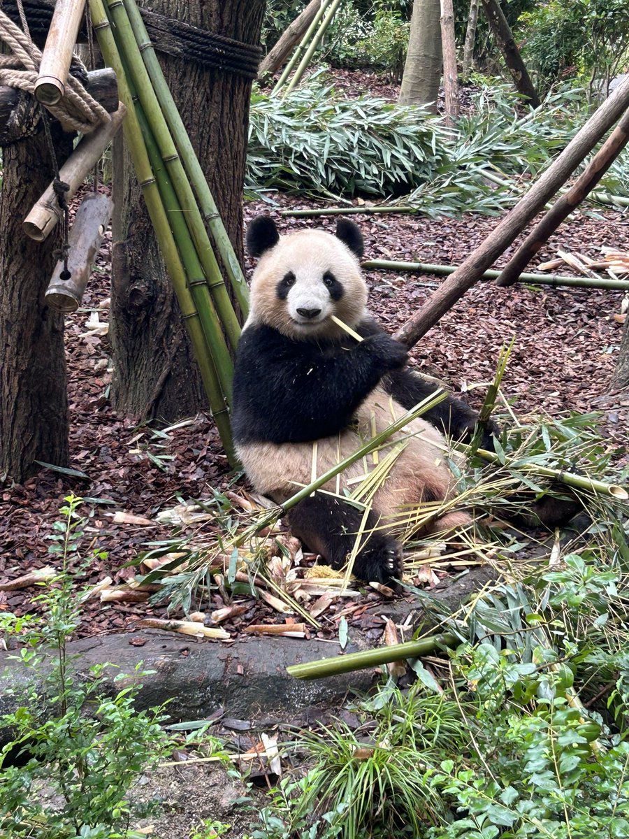 lovepanda_co's tweet photo. 微笑小熊 好可爱好可爱😍 https://t.co/7j6TwcU5jQ