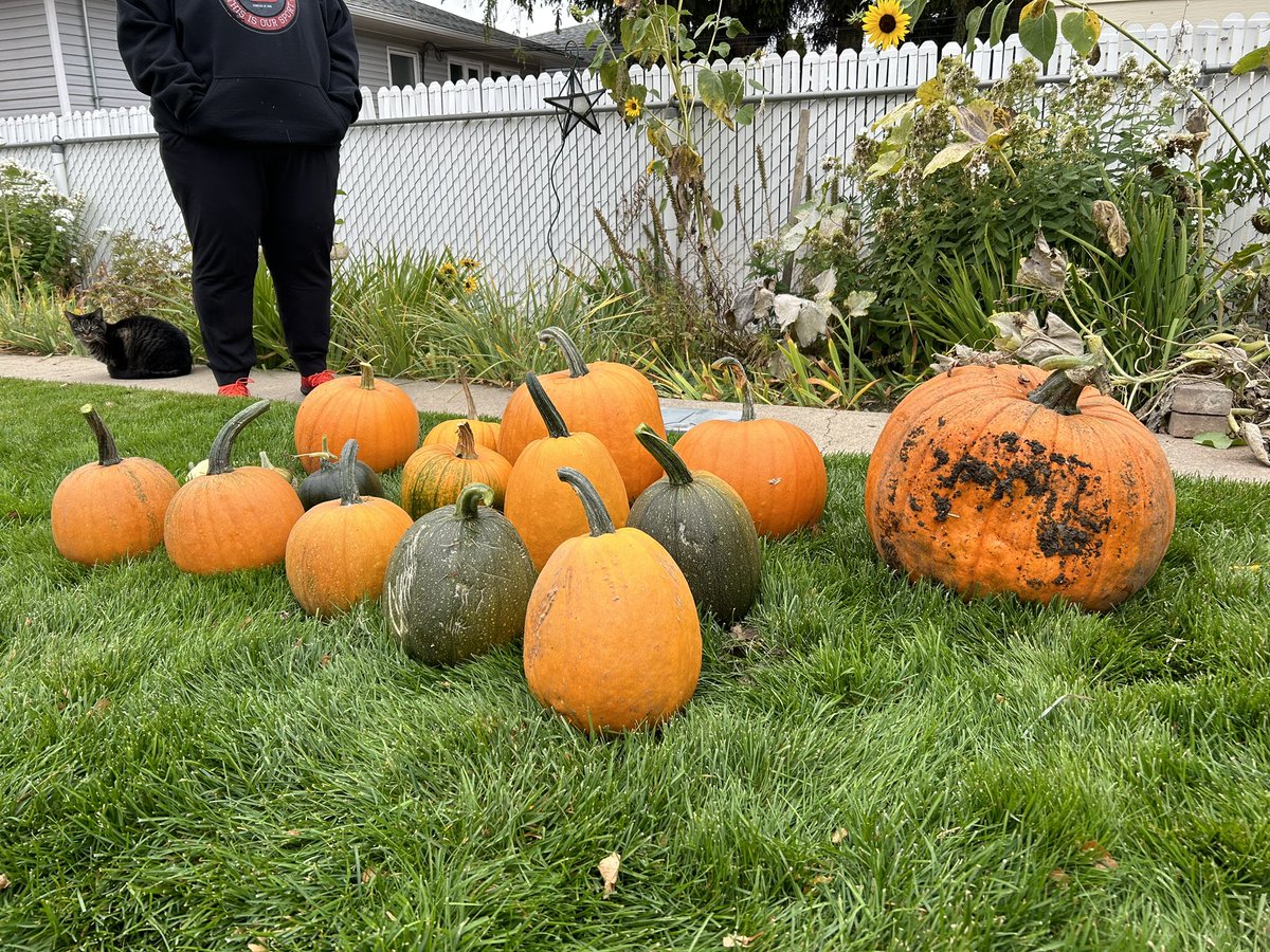 HatLawnBowler's tweet photo. The pumpkin harvest this year. #futurejackolanterns #medhat https://t.co/3GBTwl2aHG