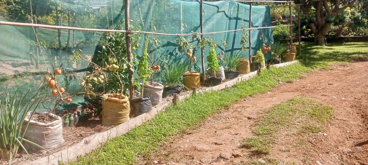 fmnrnetwork's tweet photo. How about if we use that extra space in our courtyards to produce some Organic food for the family. 
This not only saves you from spending unnecessarily but can earn some dollars from sales. We can support our  members in setting permaculture gardens. https://t.co/YI6hhtl8xn