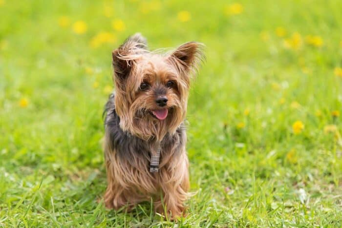 “My Yorkie may be small but he’s got a big personality!”
#trending #trendingreels #trendingreelsvideo #funnydogvideos #funnydogreels #cutedogreels #yorkieoftheday #influencer #instareels #viral #viralvideos #viralreels #dogclothing #videooftheday
