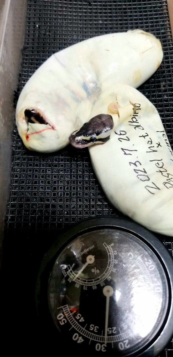 MADLUCK911's tweet image. 二匹目も顔出した🐍🥚
Pastel Het Albino♂
×
FH Normal♀
とりま色味が違うとこみると基本通りな1:1でパステルとノーマルなはず。
#BallPython
#RoyalPython
#ExoticReptile
#ボールパイソン
#爬虫類