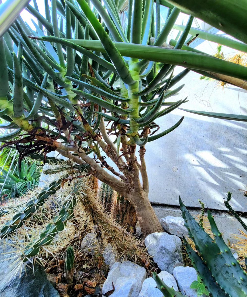 drybizarre's tweet photo. Aloidendron ramosissimum

巨木になるアロイデンドロンの中では耐寒性が頼りないラモシシマ

我が家でも最も陽当たりの良い場所取りをしたからか冬も軽く傷みながらも越冬できています(^-^)

今年は幹も少し太くなり背も延びたかな

#アロエ
#aloe
#Aloidendron
#地植え https://t.co/oPhQAAuPmO