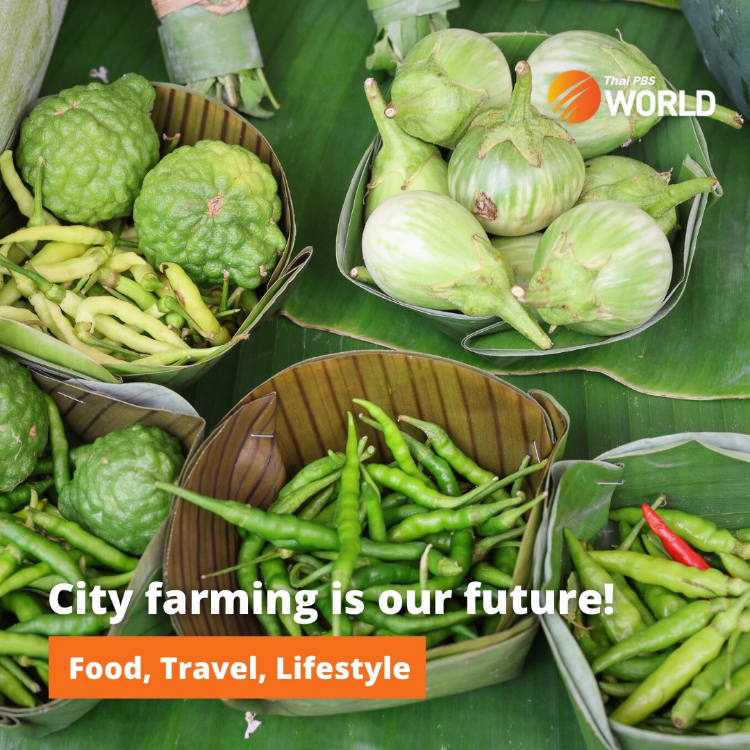 Small spaces for growing vegetables are on the rise around Bangkok as more city dwellers realise that this modest activity helps to add money to their wallets and reduces their daily expenses. Read more: thaipbsworld.com/city-farming-i… #ThaiPBSWorld