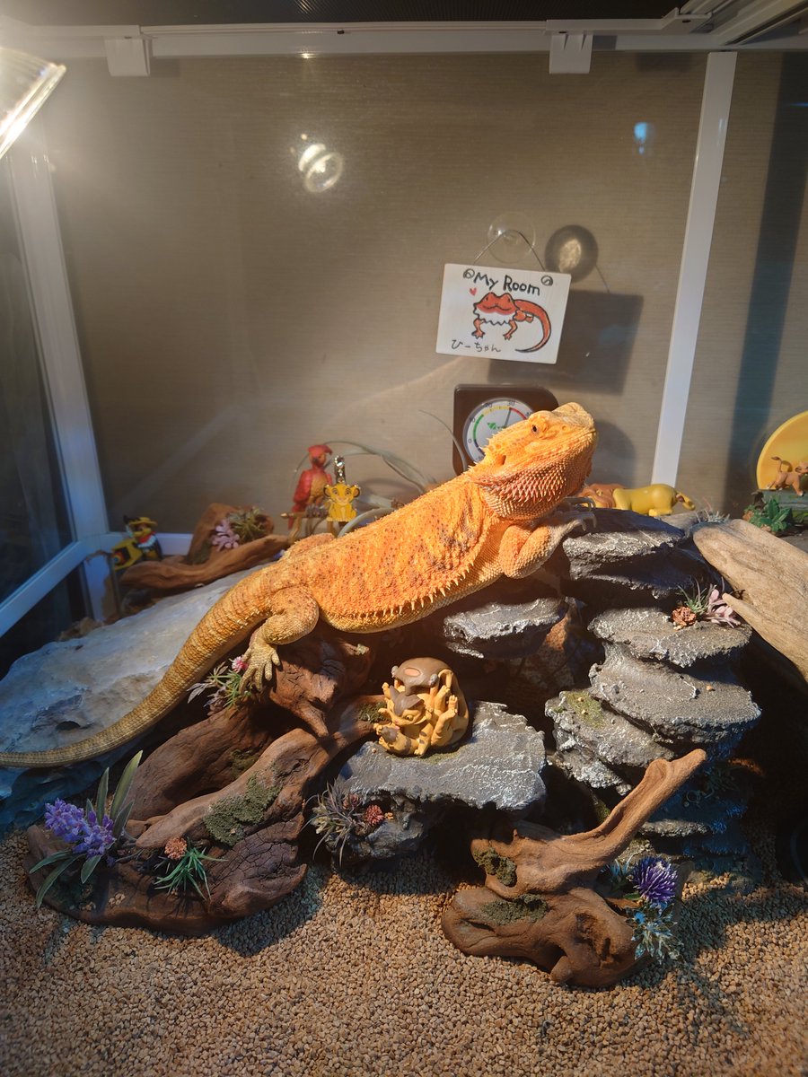 かっこ良いバスキングスポットでかっこつけるフトアゴヒゲトカゲ( ・`ω