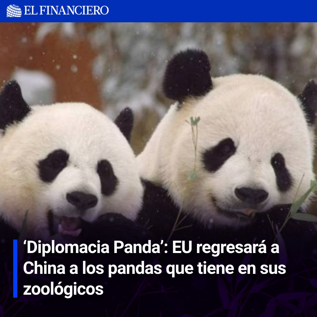 ElFinanciero_Mx's tweet photo. #EU tendrá que devolver los pandas que tiene a #China; esto ocurre en un momento en que los lazos entre ambas naciones se han deteriorado.
➡️ https://t.co/OZx7ygAqjf https://t.co/YdOn4UrTTX