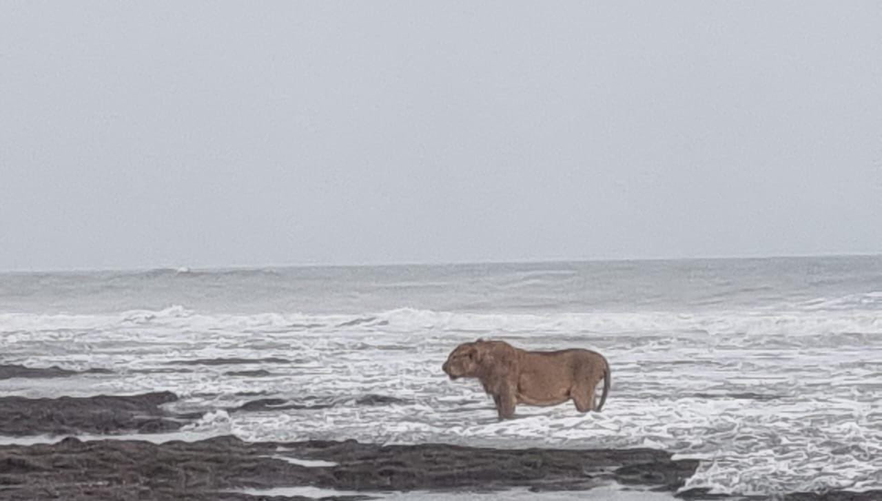 Lion taking bath in Arabian Sea on Gujarat coast; Photo goes viral