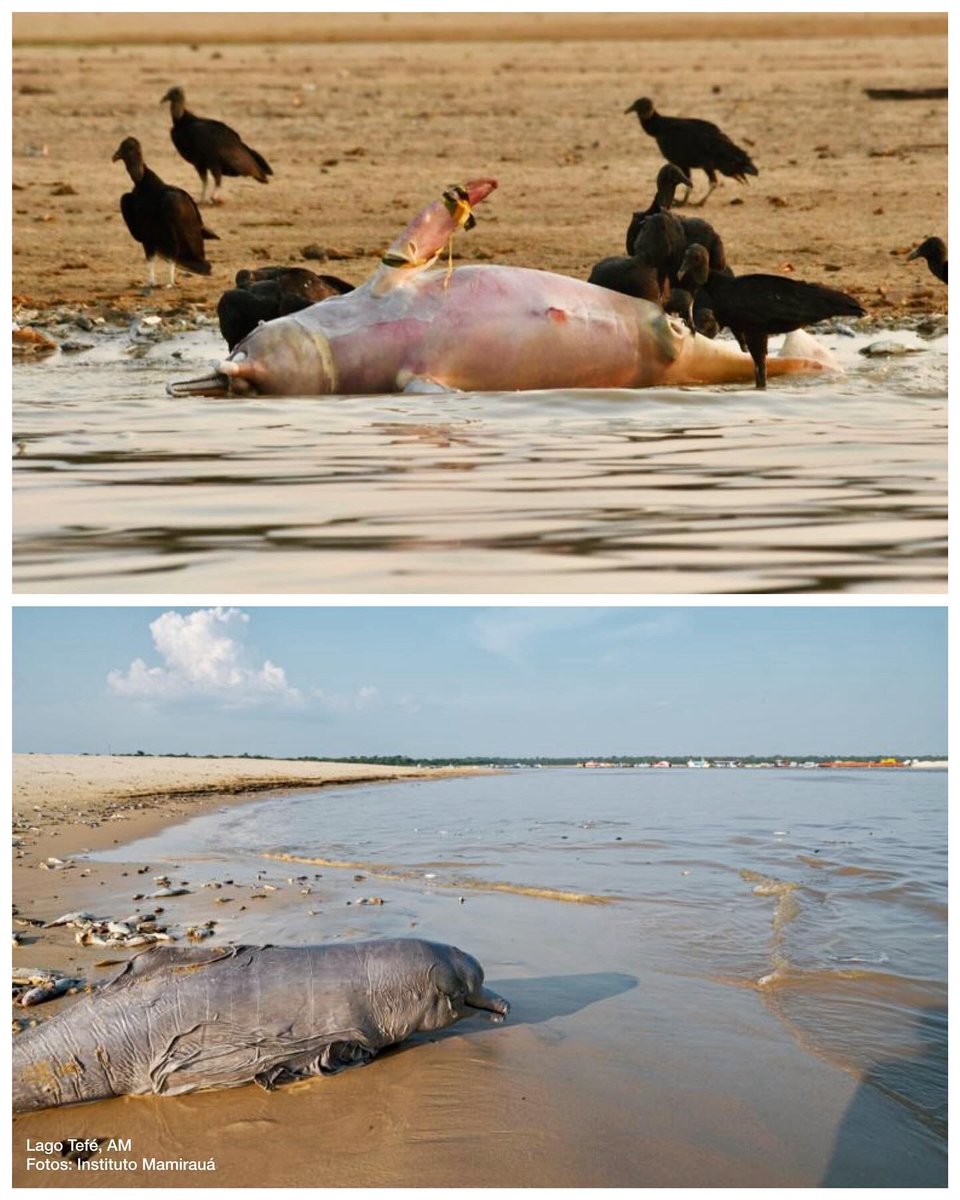 caetanosca's tweet photo. #SecaNoAmazonas - Mais de 100 botos mortos no Lago Tefé, AM. Instituto Mamiraua solta Nota a Sociedade. Tristes tempos… https://t.co/cfUSspnlrH