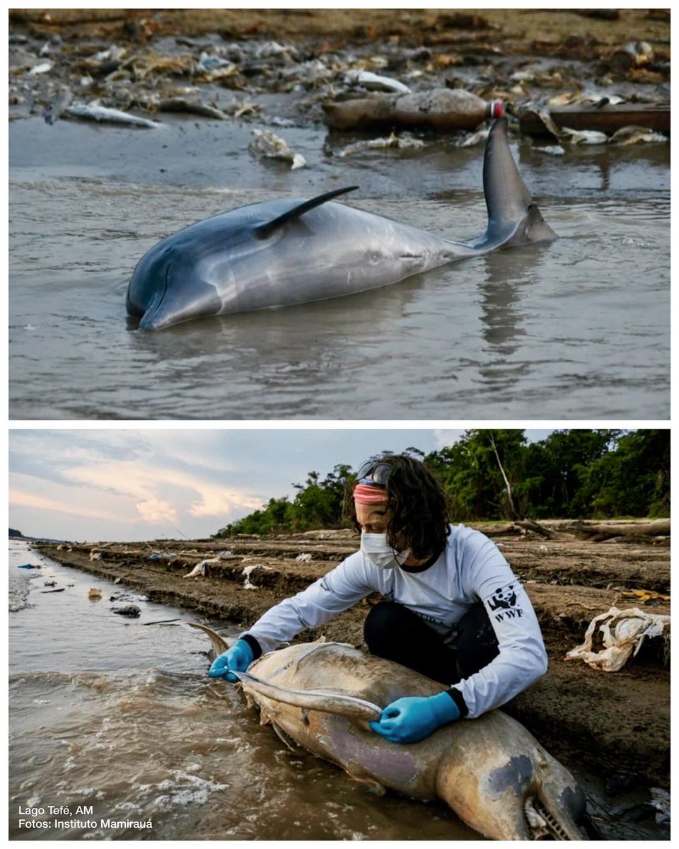 caetanosca's tweet photo. #SecaNoAmazonas - Mais de 100 botos mortos no Lago Tefé, AM. Instituto Mamiraua solta Nota a Sociedade. Tristes tempos… https://t.co/cfUSspnlrH
