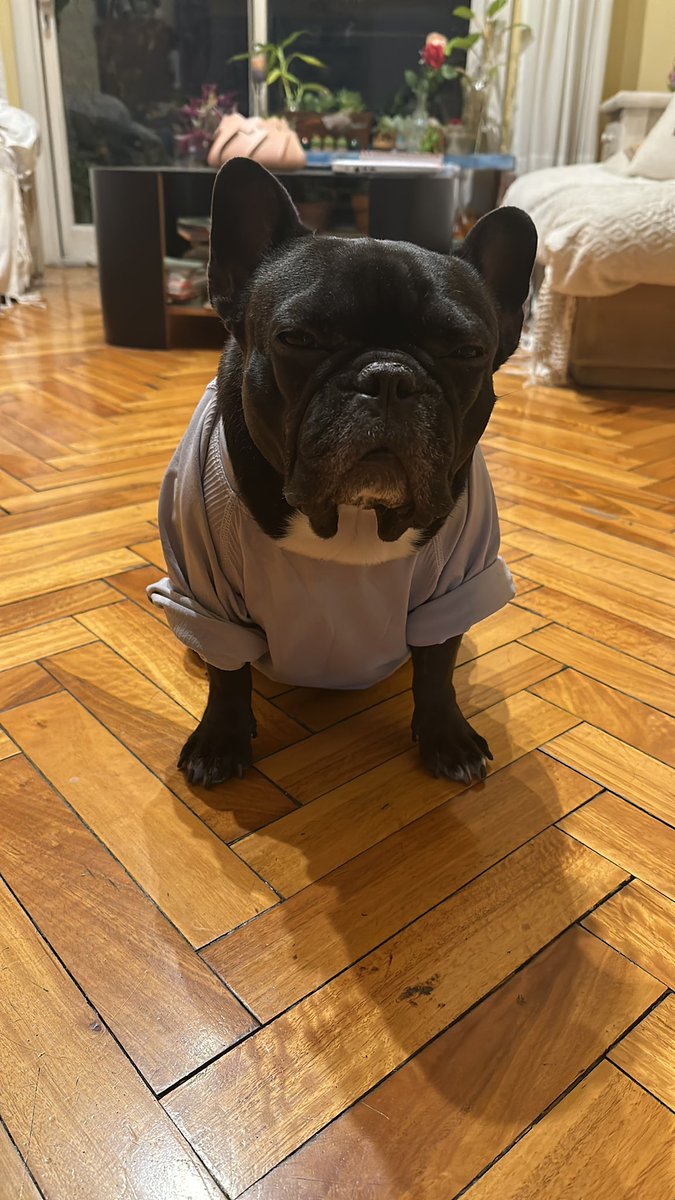 CasandraPSotelo's tweet photo. @DiloConPerritos https://t.co/bVUPGLQmr1