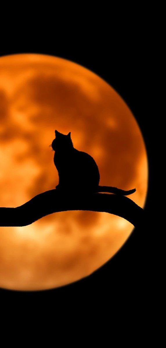 choquei's tweet photo. 🚨ATENÇÃO: Estamos oficialmente no mês do Halloween. Seja bem-vindo outubro. https://t.co/t4Z87atRPk
